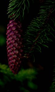 Preview wallpaper cone, tree, branch, needles