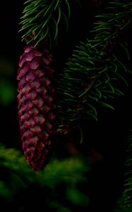 Preview wallpaper cone, tree, branch, needles