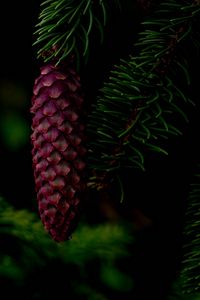 Preview wallpaper cone, tree, branch, needles