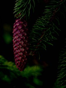 Preview wallpaper cone, tree, branch, needles