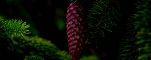 Preview wallpaper cone, tree, branch, needles