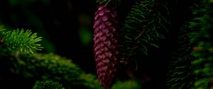 Preview wallpaper cone, tree, branch, needles