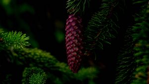 Preview wallpaper cone, tree, branch, needles