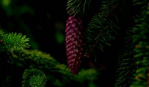 Preview wallpaper cone, tree, branch, needles