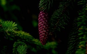 Preview wallpaper cone, tree, branch, needles