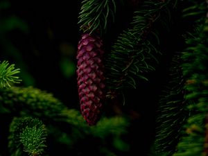 Preview wallpaper cone, tree, branch, needles