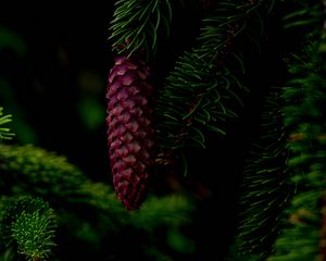 Preview wallpaper cone, tree, branch, needles