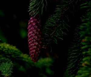 Preview wallpaper cone, tree, branch, needles