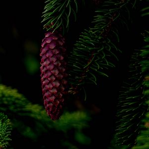 Preview wallpaper cone, tree, branch, needles