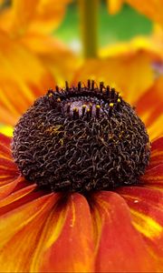 Preview wallpaper coneflowers, flower, closeup