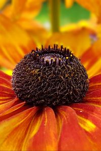 Preview wallpaper coneflowers, flower, closeup