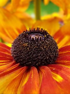 Preview wallpaper coneflowers, flower, closeup