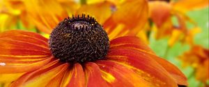 Preview wallpaper coneflowers, flower, closeup