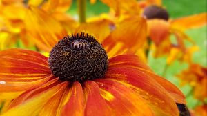 Preview wallpaper coneflowers, flower, closeup