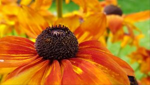 Preview wallpaper coneflowers, flower, closeup