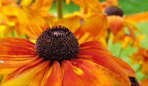 Preview wallpaper coneflowers, flower, closeup