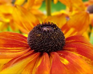 Preview wallpaper coneflowers, flower, closeup