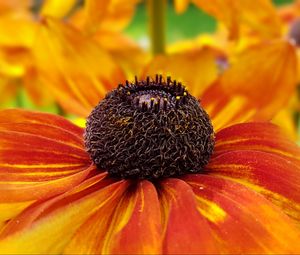 Preview wallpaper coneflowers, flower, closeup