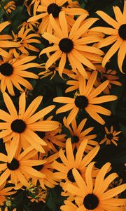 Preview wallpaper coneflowers, flowers, flowerbed, many