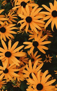 Preview wallpaper coneflowers, flowers, flowerbed, many