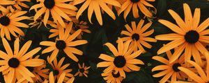 Preview wallpaper coneflowers, flowers, flowerbed, many