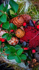 Preview wallpaper cones, berries, autumn, leaves