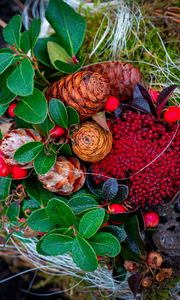 Preview wallpaper cones, berries, autumn, leaves