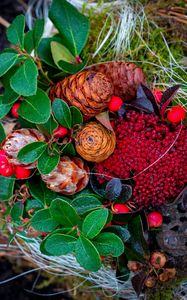 Preview wallpaper cones, berries, autumn, leaves