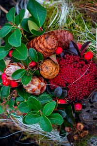 Preview wallpaper cones, berries, autumn, leaves