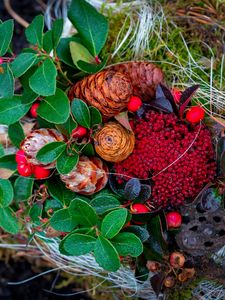 Preview wallpaper cones, berries, autumn, leaves