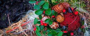 Preview wallpaper cones, berries, autumn, leaves