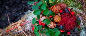 Preview wallpaper cones, berries, autumn, leaves