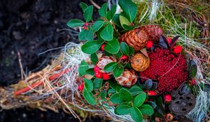 Preview wallpaper cones, berries, autumn, leaves