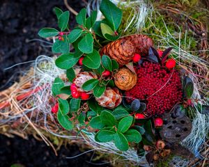 Preview wallpaper cones, berries, autumn, leaves