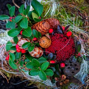 Preview wallpaper cones, berries, autumn, leaves