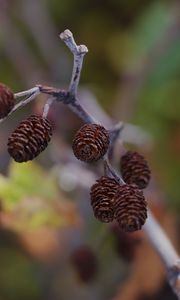 Preview wallpaper cones, branch, macro, focus