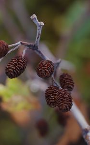 Preview wallpaper cones, branch, macro, focus