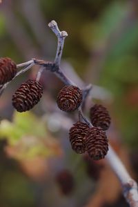 Preview wallpaper cones, branch, macro, focus