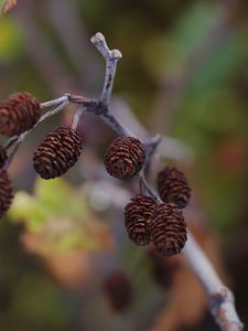 Preview wallpaper cones, branch, macro, focus