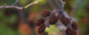 Preview wallpaper cones, branch, macro, focus