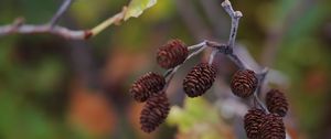 Preview wallpaper cones, branch, macro, focus