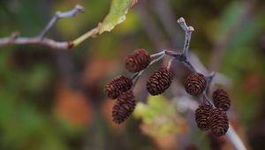 Preview wallpaper cones, branch, macro, focus