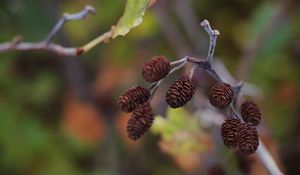 Preview wallpaper cones, branch, macro, focus