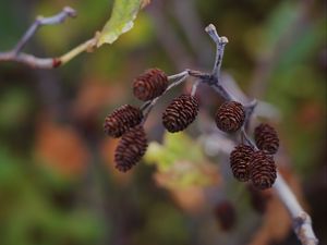 Preview wallpaper cones, branch, macro, focus