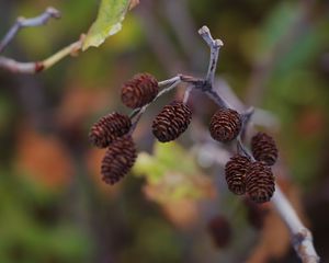 Preview wallpaper cones, branch, macro, focus