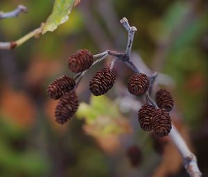 Preview wallpaper cones, branch, macro, focus