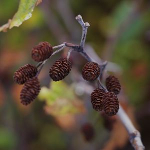 Preview wallpaper cones, branch, macro, focus