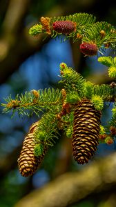 Preview wallpaper cones, branch, macro, needles