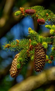 Preview wallpaper cones, branch, macro, needles