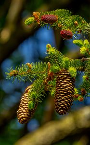 Preview wallpaper cones, branch, macro, needles